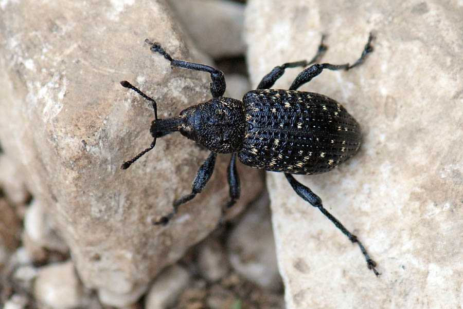 Curculionide (Alpino): Hylobius excavatus